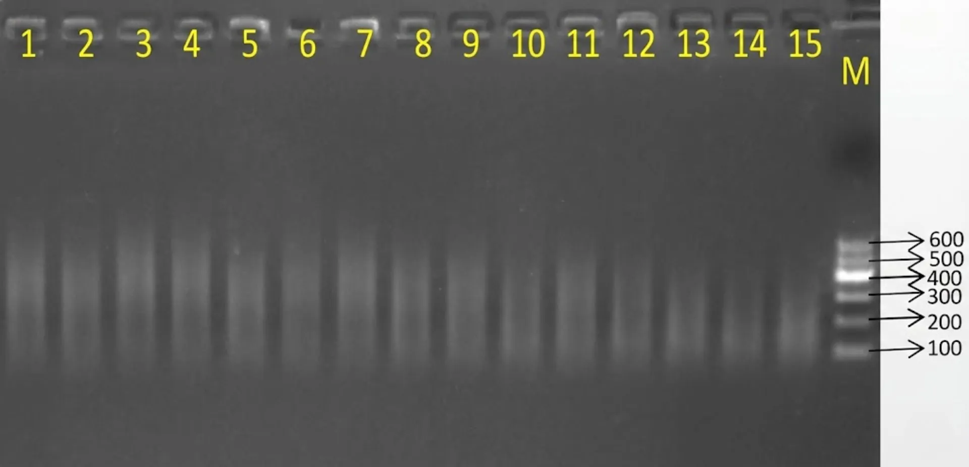 Ultrasonic DNA Disruptor